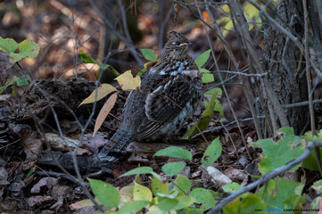 Grouse