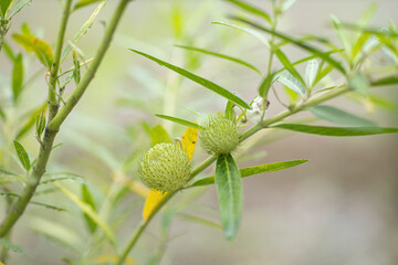 フウセントウワタ