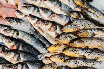 Chilled fish on the counter. Trout and sea bass in ice crumbs on a shop window. Trade in seafood in the wholesale and retail network. flat lay frame