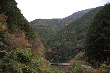 紅葉