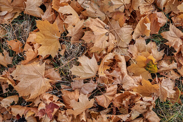 Fallen maple leaves on the ground. Autumn colors. Fall foliage. Autumn around world. Fall vibes. Horizontal photography.