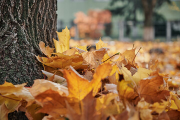 Fallen maple leaves on the ground. Autumn colors. Fall foliage. Autumn around world. Fall vibes. Horizontal photography.