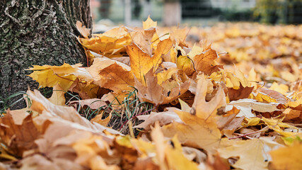 Fallen maple leaves on the ground. Autumn colors. Fall foliage. Autumn around world. Fall vibes. Horizontal photography.