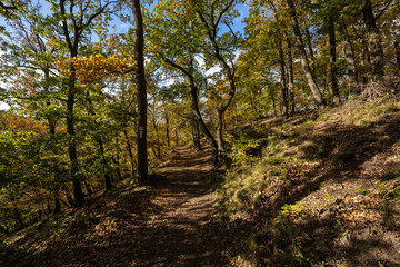 Wald bei Bad Münster am Stein Ebernburg