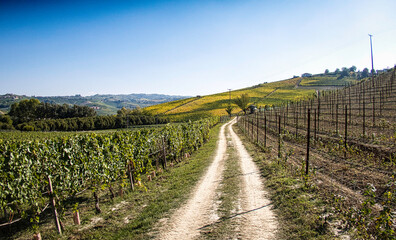 Fototapeta na wymiar landscapes of the Piedmontese Langhe with its vines in autumn, during the grape harvest