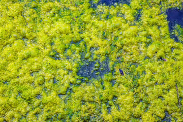 Blue Green Algae - Cyanobacteria & silt field texture on a lake