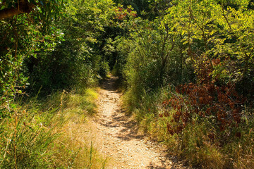 A coastal path south of the town of Punat on Krk Island in Primorje-Gorski Kotar County in western Croatia during late summer
