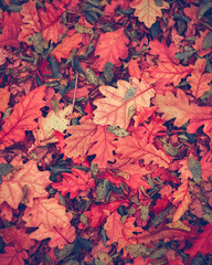 Autumn background. Fall wallpaper. Autumn leaves