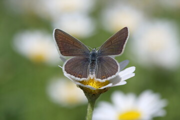 Fototapeta premium Small anatolian blue (Polyommatus cornelius) butterfly