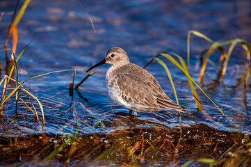 Dunlin (Calidris alpina) - A shore bird.