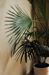Potted houseplant. Palm leaves on the wall background