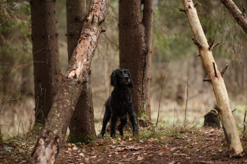 Black dog in the autumn forest