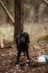 Black dog in the autumn forest