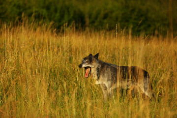A north american wolf (Canis lupus) staying in the dry grass in front of the forest.