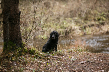 Black dog in the autumn forest