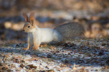 Naklejka na ściany i meble cute squirrel eating in grass in autumn park