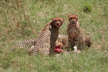Two cheetahs stare at any movement while their other two friends devour the prey of the poor zebra they have hunted in the Masai Mara Nature Reserve, Kenya