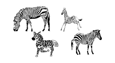 Fototapeta na wymiar Vector animal illustration. Black silhouette of a zebra on a white background.