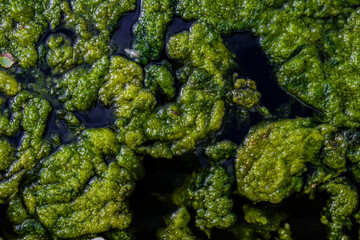 Blue Green Algae - Cyanobacteria & silt field texture on a lake
