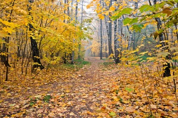 Morning in the autumn forest park