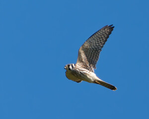 American Kestrel falcon, smallest raptor, flying in bright blue sky. Captured in Whitby, ON.