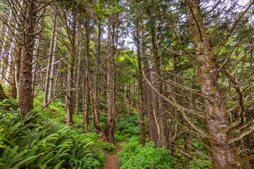 A path in the thick spruce forest. Ecola point to crescent beach trail. Ecola State Park - Oregon, USA