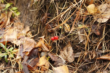 red berries