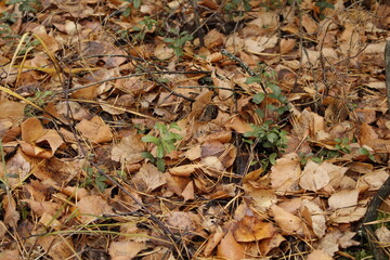 
greenery and fallen leaves