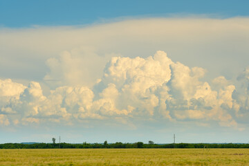 Beautiful evening sky and a field of ripening wheat.