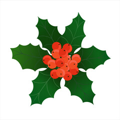Holly bunch with red berries. Vector christmas decoration element with evergreen holly ilex leaves and red berries. Illustration isolated on white background