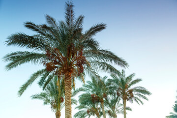 Fototapeta na wymiar Landscape of date palms against the background of the evening cloudless sky.
