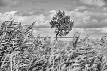 on the baltic sea beach with clouds, dunes, beach and that in black and white