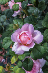 Rose Queen of Sweden. Selected sorts of exquisite roses for parks, gardens. Landscape design park concept. Vertical photo