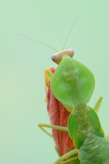 Hood praying mantis  in green mimicry color.