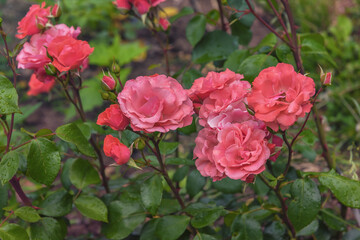 Fototapeta premium Rose Herfordia. Selected sorts of exquisite roses for parks, gardens. Landscape design park concept