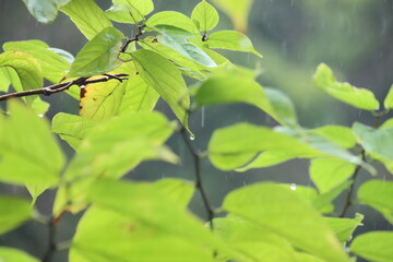 Fototapeta na wymiar 雨の水滴が落ちる葉