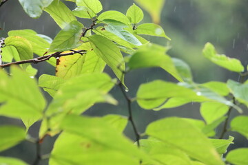 雨の水滴が落ちる葉
