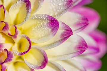 Fototapeta premium Extreme close up of dew laden dalia petals