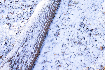 winter forest, tree trunk, snow