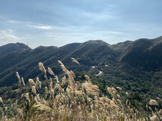 silver grass landscape in the mountains in a sunny day, Hong Kong