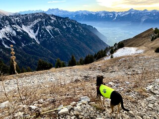 Hiking in the mountain with my dog, Switzerland