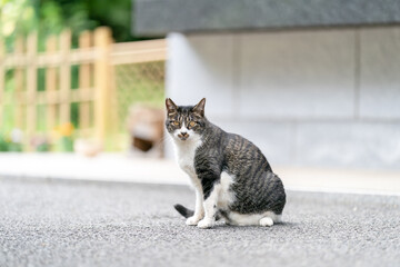 猫