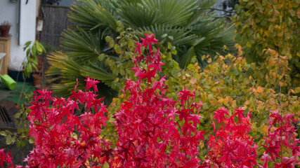 Fototapeta na wymiar Colorful autumn in the garden 