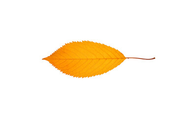 single yellow leaf on a white background