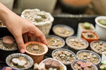 Women hand holding lithops pot. 
