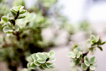 Blurry tree branch. Use for nature background