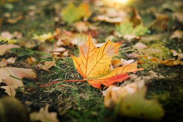 Fall leaves nature background, blur light