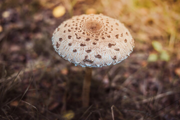 Dark forest with mushrooms. Goblincore nature background