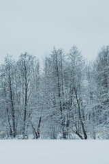 frozen birch trees covered with snow on a cold winter day