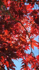 Rouge v&eacute;g&eacute;tal